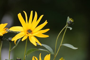 Kudüs enginarı ya da Helianthus tüberosus çiçekleri