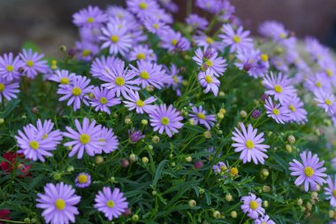 Kaya papatyaları ya da Brachyscome angustifolia