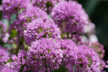 Dev soğan ya da Allium Giganteum