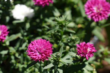 Zinnia elegans, gençlik ve yaş olarak bilinir.