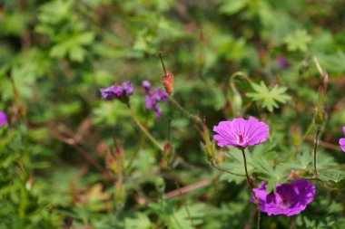 Kanlı vinç faturası ya da sardunya çiçekleri.