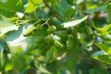 Siyah kızılağaç ya da Alnus glutinosa
