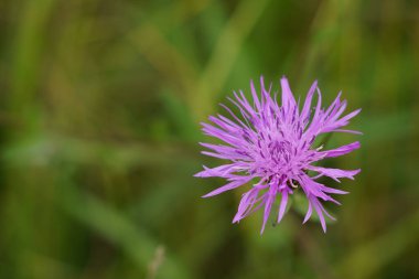 Peruklu knapweed veya Centaurea phrygia