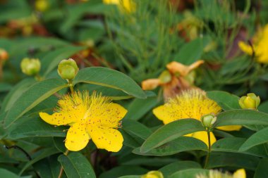 Sürünen St. John otu veya Hypericum kalycinum.