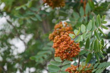 American Cranberry Bush veya Viburnum opulus olarak da bilinir. Amerikan Guelder-Rose, Black Haw, Common Snowball, kramp bark, Water Elder.