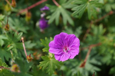 Kanlı vinç faturası ya da sardunya çiçekleri.