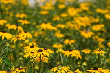 Turuncu koni çiçekleri veya Rudbeckia fulgida Prairie olarak da bilinir, Siyah gözlü Susan