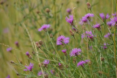 Peruklu knapweed veya Centaurea phrygia