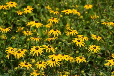 Turuncu koni çiçekleri veya Rudbeckia fulgida Prairie olarak da bilinir, Siyah gözlü Susan