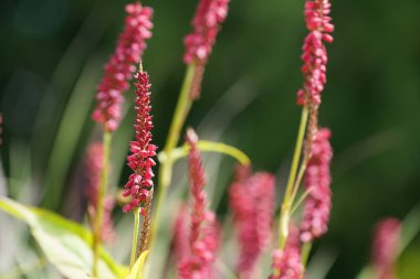 Redshank veya Persicaria maculosa Leydi 'nin baş parmağı olarak da bilinir, Jesusplant.
