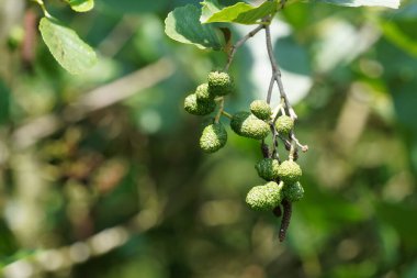 Siyah kızılağaç ya da Alnus glutinosa