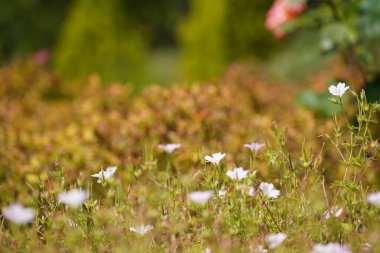Beyaz Catharanthus gülü, Madagaskar menekşesi olarak bilinir.