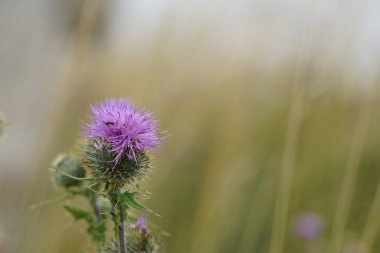Peruklu knapweed veya Centaurea phrygia