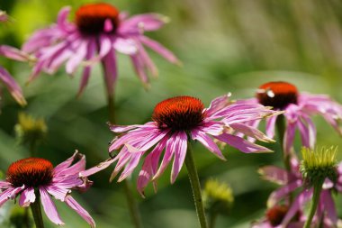 Mor koni çiçekleri veya Echinacea purpurea