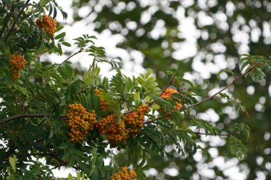 American Cranberry Bush veya Viburnum opulus olarak da bilinir. Amerikan Guelder-Rose, Black Haw, Common Snowball, kramp bark, Water Elder.