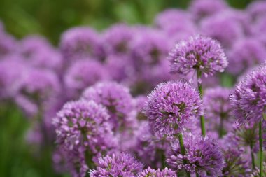 Dev soğan ya da Allium Giganteum