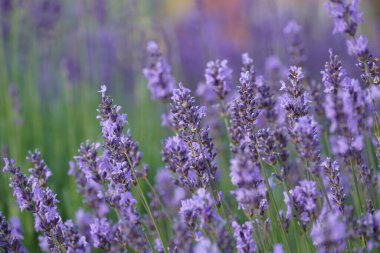 İngiliz lavantası veya Lavandula angustifolia