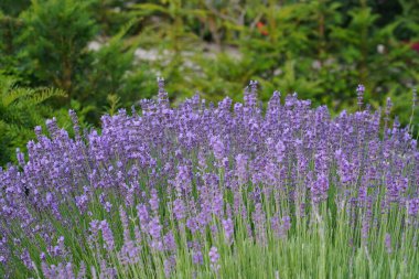 İngiliz lavantası veya Lavandula angustifolia