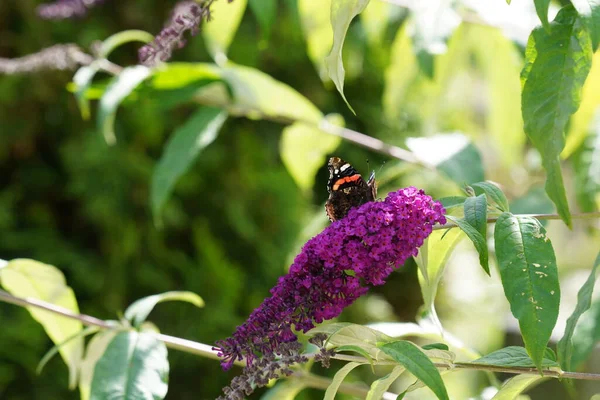 Бад Давіді Відомий Кущ Метеликів — стокове фото