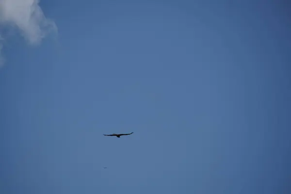 Troupeau Oiseaux Volant Dans Ciel Bleu — Photo