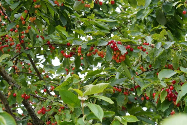 Γλυκά Κεράσια Prunus Avium Γνωστά Και Mazzard Massard — Φωτογραφία Αρχείου