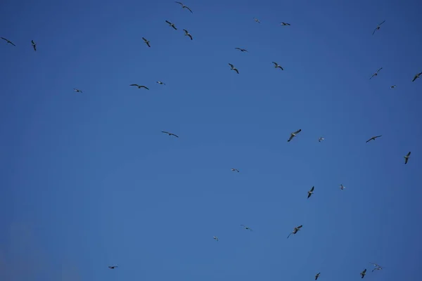 Bandada Aves Volando Cielo Azul —  Fotos de Stock
