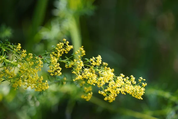 stock image Ginesta or Spanish Broom, Spartium junceum, weaver's broom