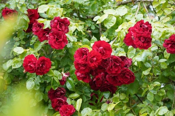 Rosas Jardín Hibiscus Rosa Sinensis Una Planta Conocida Por Nombre — Foto de Stock