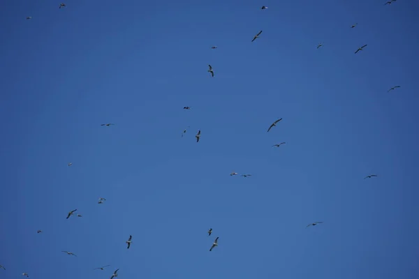 Flock Fåglar Som Flyger Blå Himmel — Stockfoto