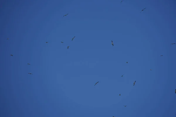 一群鸟儿在蓝天中飞翔 — 图库照片
