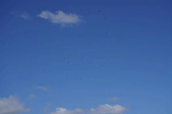 Kék Égbolton Repülő Madarak Állománya — Stock Fotó