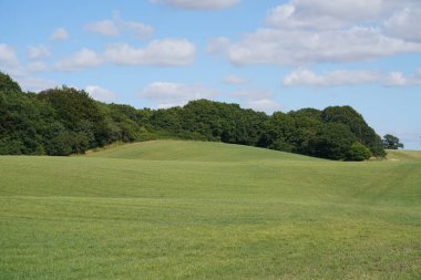 Mavi gökyüzü ve beyaz bulutlu güzel çimen tarlaları.