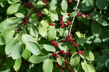 Ardisia crenata ya da Noel meyvesi, Avustralya çoban püskülü, mercan çalısı, mercan üzümü, tavuk gözü, baharat üzümü