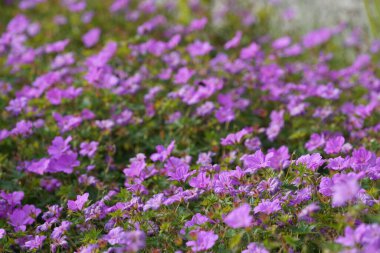 Mor koni çiçekleri veya Echinacea purpurea