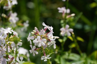 Evergreen Candy Tuft ya da Iberis sempervirens olarak da bilinir..