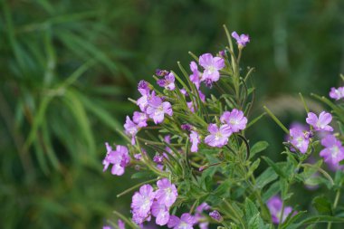 Mor koni çiçeği veya Echinacea purpurea