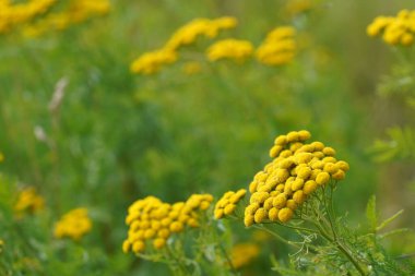 Tansy ya da Tanasetum vulgare de Altın düğmeler olarak bilinir.