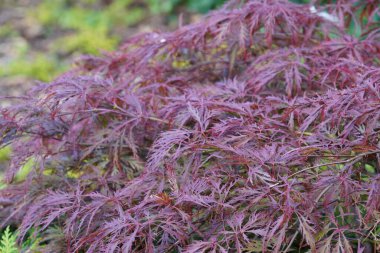 Bulanık arkaplanda kırmızı yapraklar deseni 