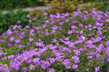 Mor koni çiçekleri veya Echinacea purpurea