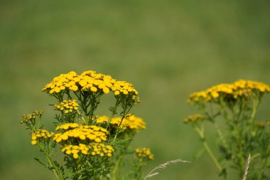 Tansy ya da Tanasetum vulgare de Altın düğmeler olarak bilinir.
