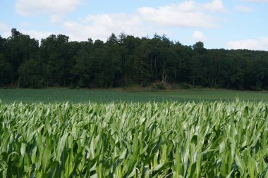 Mısır tarlaları veya tatlı mısır, Zea mays convar