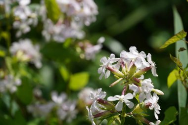 Evergreen Candy Tuft ya da Iberis sempervirens olarak da bilinir..