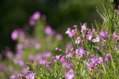 Mor koni çiçeği veya Echinacea purpurea