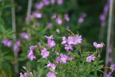 Mor koni çiçeği veya Echinacea purpurea