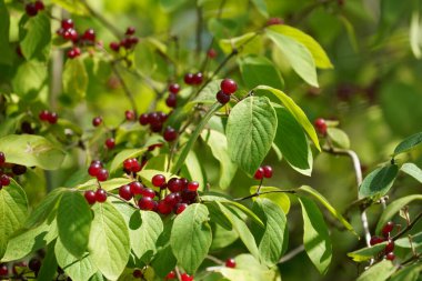 Ardisia crenata ya da Noel meyvesi, Avustralya çoban püskülü, mercan çalısı, mercan üzümü, tavuk gözü, baharat üzümü