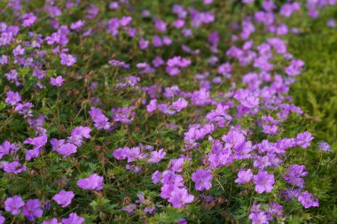Mor koni çiçekleri veya Echinacea purpurea