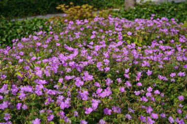 Mor koni çiçekleri veya Echinacea purpurea