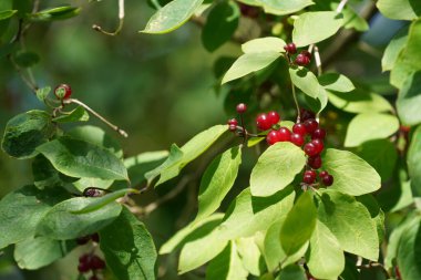 Ardisia crenata ya da Noel meyvesi, Avustralya çoban püskülü, mercan çalısı, mercan üzümü, tavuk gözü, baharat üzümü