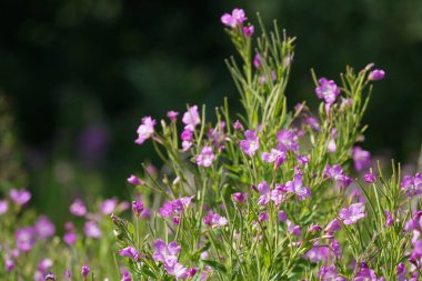 Mor koni çiçeği veya Echinacea purpurea
