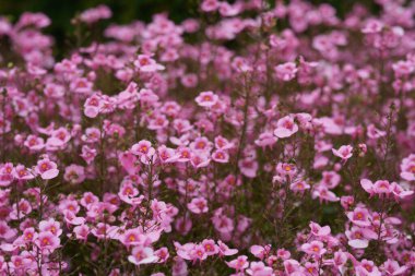 Genç kız böceği, Enallagma bazisi, parlak pembe bir çiçek tarlasında